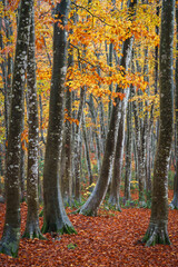 ブナの紅葉　美人林