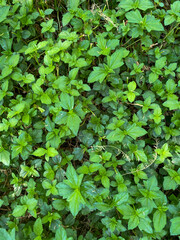 Fototapeta na wymiar Top view of nice and textural green and clean plant leaves
