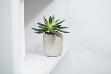 green plant in concrete pot