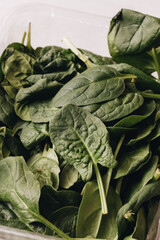 fresh green spinach leaves