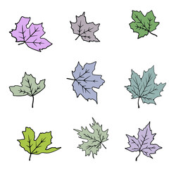 Set of maple leaves on a white background. Botanical autumn background.