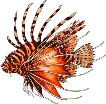 recommend clip art: lion fish color vector illustration