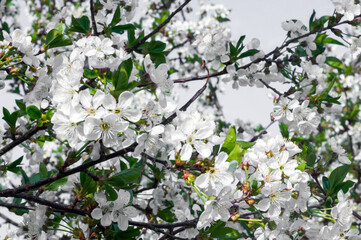 Branches of blossoming apricot macro