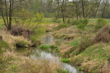 A small winding river among the trees on a cloudy day, a swimming duck.