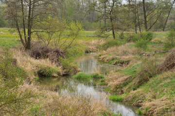 Fototapeta premium A small winding river among the trees on a cloudy day, a swimming duck.