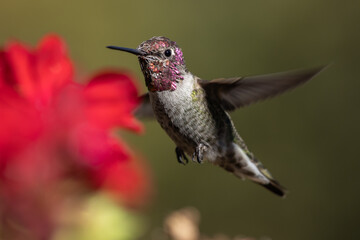 Hummingbird flying, flapping its wings in flight.