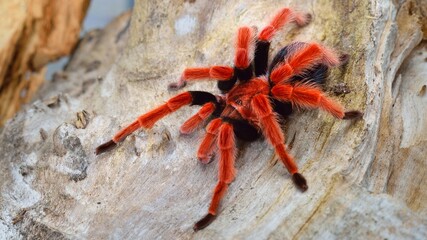 Birdeater tarantula spider Brachypelma boehmei in natural forest environment. Bright red colourful...