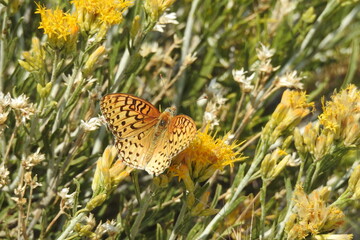 Callippe Fritillary butterfly Speyeria callippe, Mount Pinos, Los Padres National Forest,...