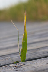 a plant that breaks through a tree