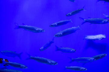 Fototapeta na wymiar Nice fish swarm on blue background in sea aquarium nature ocean life