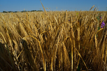 photo of wheat ears under blue sky