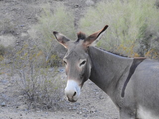 Obraz na płótnie Canvas Wild burro flapping his ears, Chemehuevi Mountains, Parker, California.