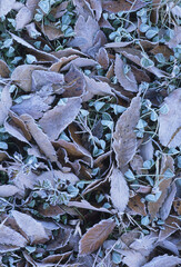 凍る落ち葉
