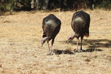 Wild turkeys, San Luis Obispo County, Lopez Lake, California.
