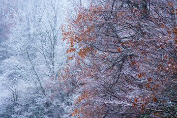 紅葉と初雪