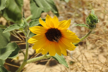 Beautiful sunflower with a honey bee gathering nectar from its core, Mojave Desert, California.