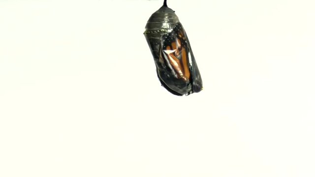 4K HD video Close up of one Monarch Butterfly just emerged from chrysalis hanging upside down from the chrysalis, wings still compact. Isolated on white. 2x normal speed.
