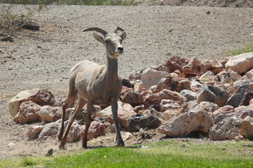 Desert Bighorn Sheep, Hemenway Park, Boulder City, Nevada. 