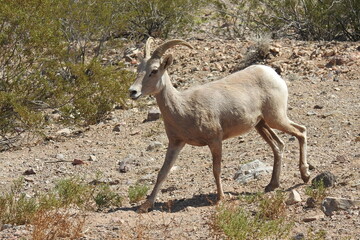 Desert Bighorn Sheep, Hemenway Park, Boulder City, Nevada. 