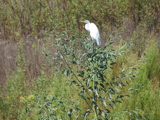 Great white egret along the shores of Lake Casitas in Ventura County, California.