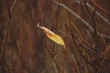 dry leaves