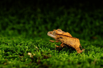 Correlophus ciliatus