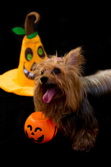 Beautiful Little Yorkshire Dog On A Black Background With A Pumpkin On Halloween. Trick Or Treating
