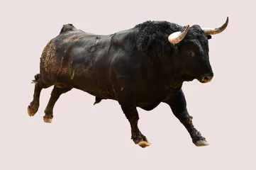 Zelfklevend Fotobehang spanish black bull with big horns on spanish bullring  in a traditional spectacle of bullfight © alberto