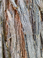 Closeup of tree trunk, wood texture, old tree bark texture