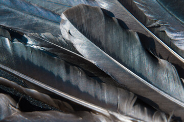 Black feathers of a raven. Abstract background