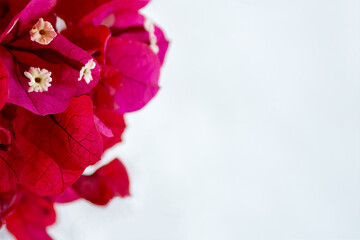 Group of red bougainvillea flowers on a white background with ample space for text to the right.