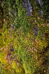 the texture of the wood overgrown with green moss, close up