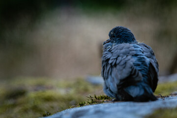 young pigeon on the ground