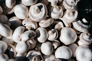 Fresh raw champignon. Lots of fresh champignons close-up view from above. Delicious and healthy mushrooms grown at home. Horizontal background.
