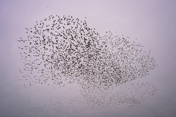 Swarm of starlings forming a pattern in the sky