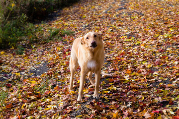 Large unleashed mixed breed yellow dog looking up with shy expression on path covered in dry leaves during a Fall morning, Saint-François, Island of Orleans, Quebec, Canada