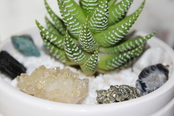 Plants and crystals