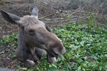 Elk on the floor