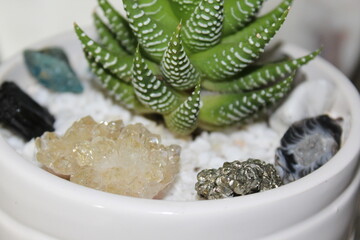 Plants and crystals