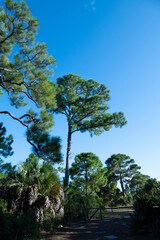 Landscape of Honeymoon Island State Park in Florida