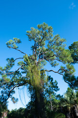 Fototapeta premium Landscape of Honeymoon Island State Park in Florida
