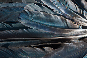Black feathers of a raven. Abstract black background