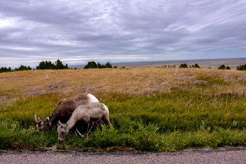 Fototapeta premium Badlands National Park scenery