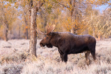 Bull Shiras Moose in Autumn in Wyoming