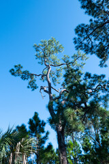 Landscape of Honeymoon Island State Park in Florida