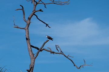 A eagle on the tree, taken in Honeymoon Island State Park in Florida