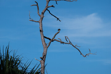 A eagle on the tree, taken in Honeymoon Island State Park in Florida