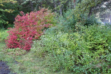 red and green  branches
