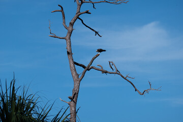 Landscape of Honeymoon Island State Park in Florida