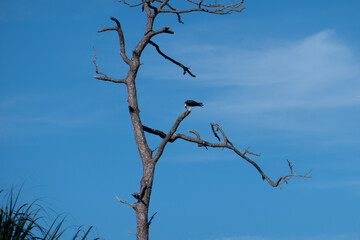 A eagle on the tree, taken in Honeymoon Island State Park in Florida